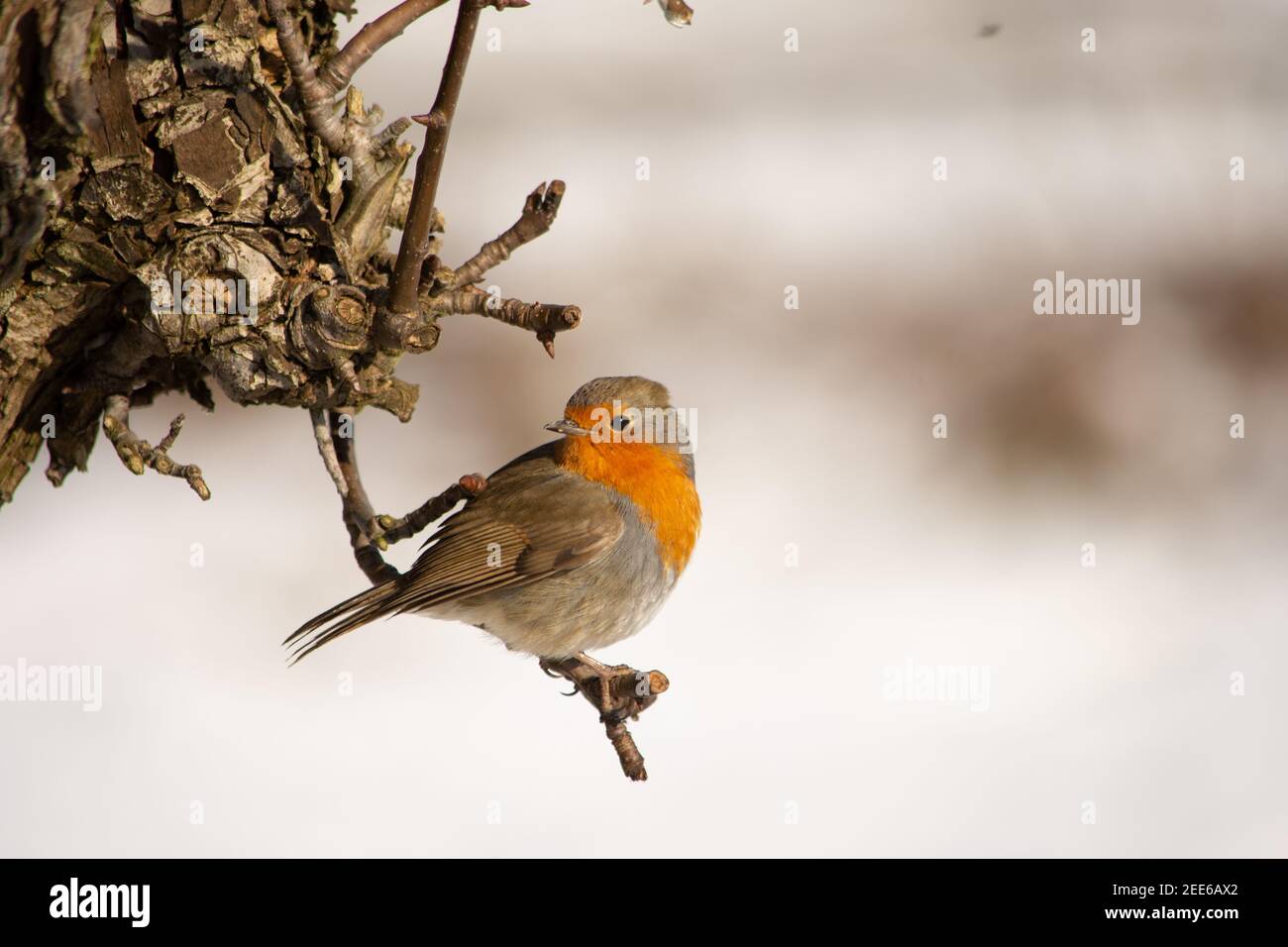 European Robin (Erithacus rubecula) nella neve degli inverni, Kent, Regno Unito Foto Stock