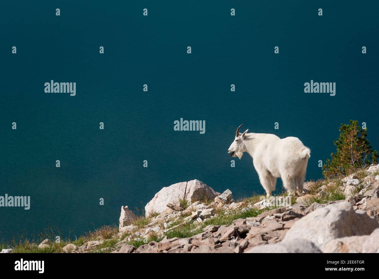Capra di montagna sopra un lago in Oregon Wallowa Mountains. Foto Stock