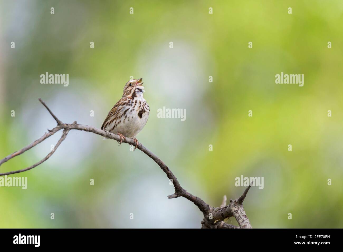 Canzone Sparrow (Melospiza Melodia) arroccato cantando su un ramo con uno sfondo bokeh in molla Foto Stock