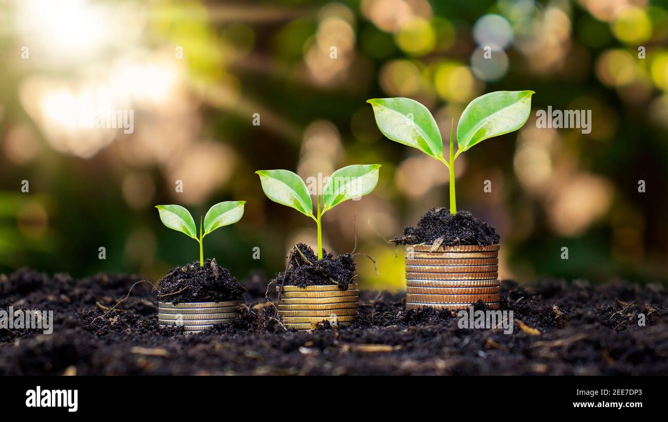 Monete e piante sono cresciute su un mucchio di monete per la finanza e il settore bancario. L'idea di risparmiare denaro e aumentare le finanze. Foto Stock