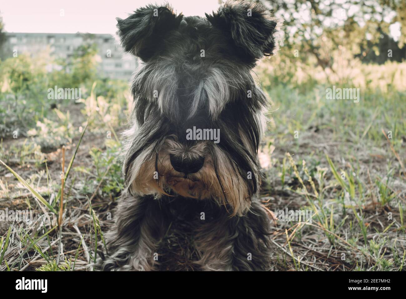 Ritratto di un cane stanco per una passeggiata nel parco al sole di sera. Animali domestici attivi su escursioni, cani attivi. Il piccolo schnauzer si siede sull'erba al tramonto. Foto Stock