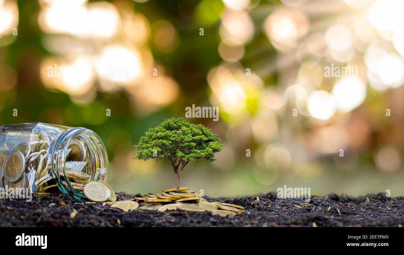 Alberi che crescono a terra e dai vasi di denaro. Idee finanziarie e investimenti economici. Foto Stock