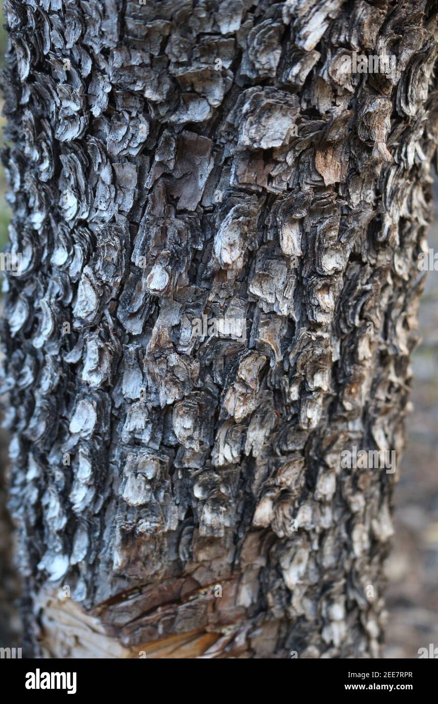 Close up di corteccia di albero Foto Stock