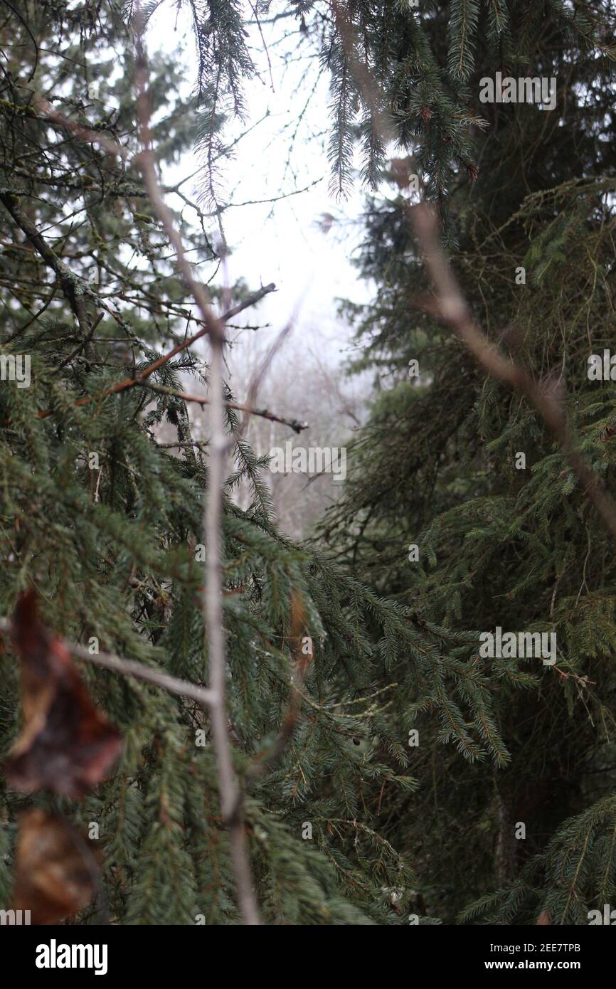 Alberi di pino della foresta Foto Stock