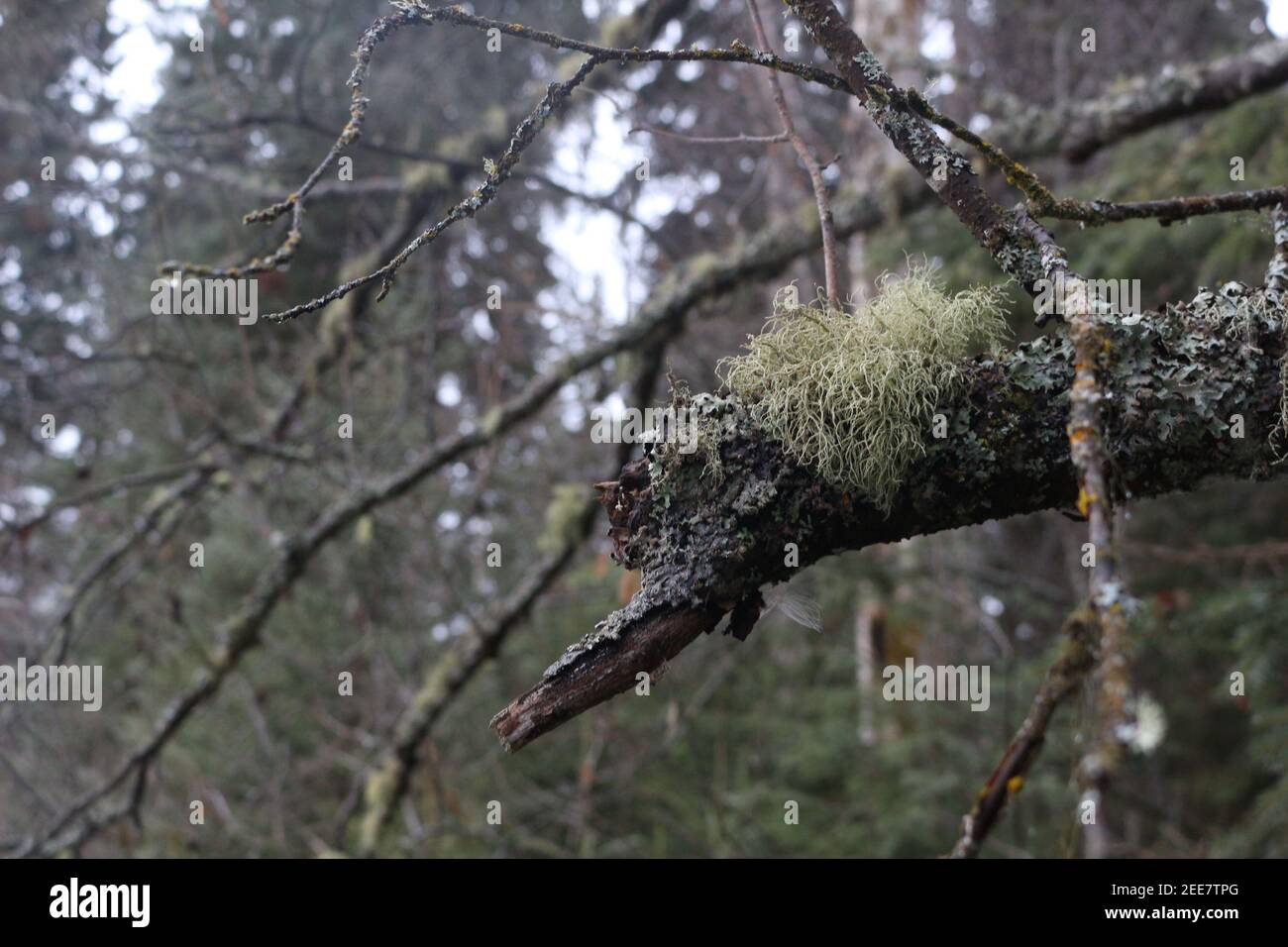 Moss su un ramo Foto Stock