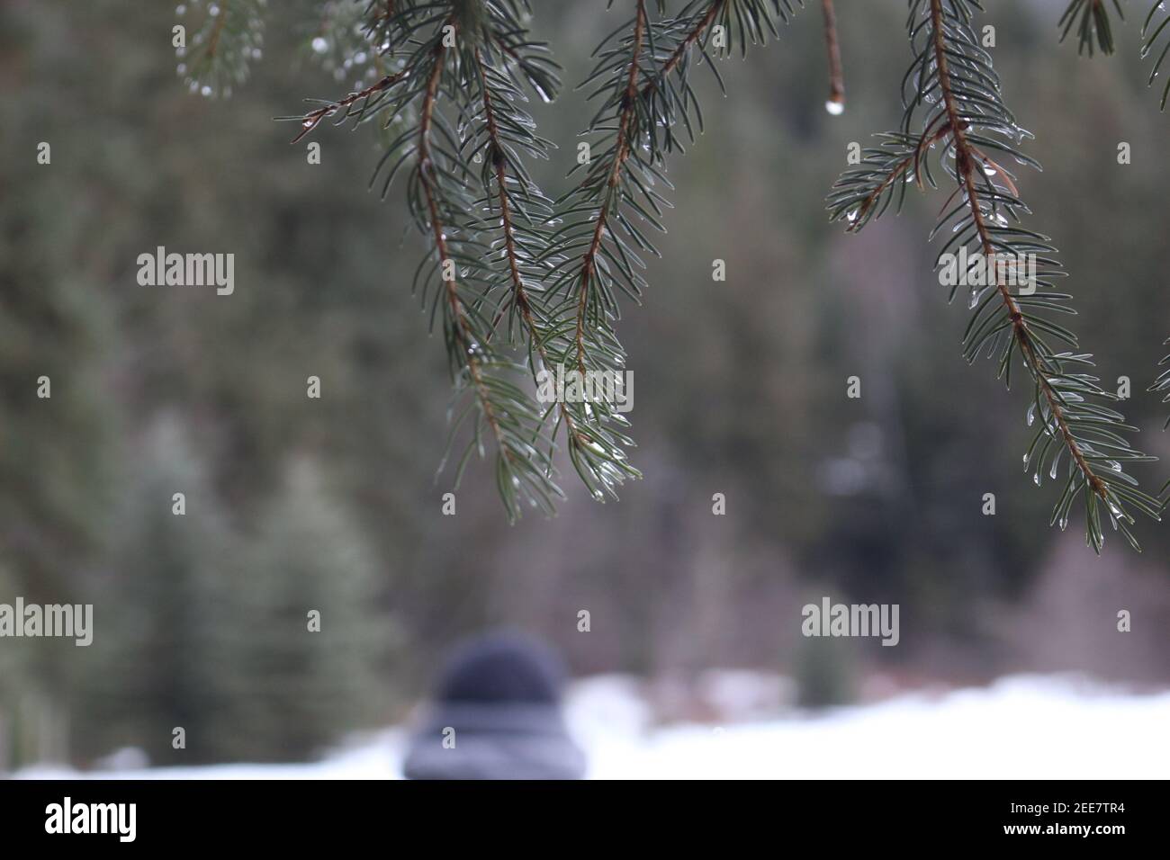 Gocce di rugiada in un albero di pino Foto Stock