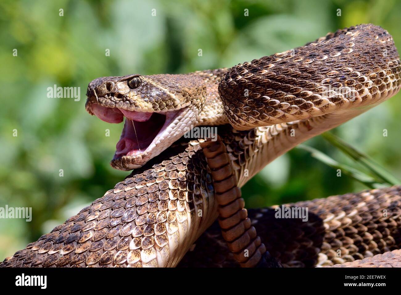 Western Diamondback (Crotalus atrox) Sciopero a serpente Foto Stock