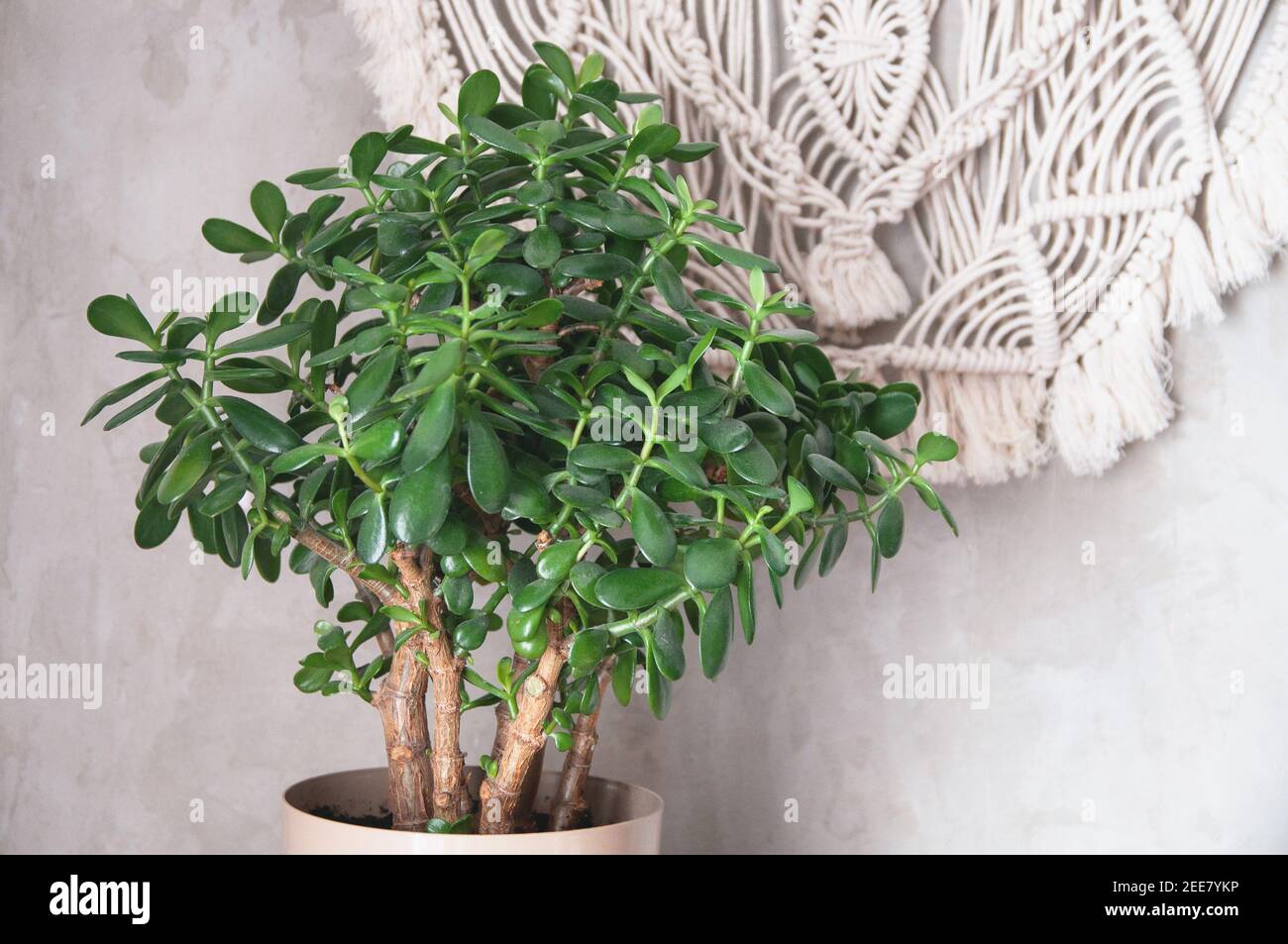 donna grassa di houseplant in vaso si leva su un tavolo di legno contro lo sfondo di un muro di cemento Foto Stock