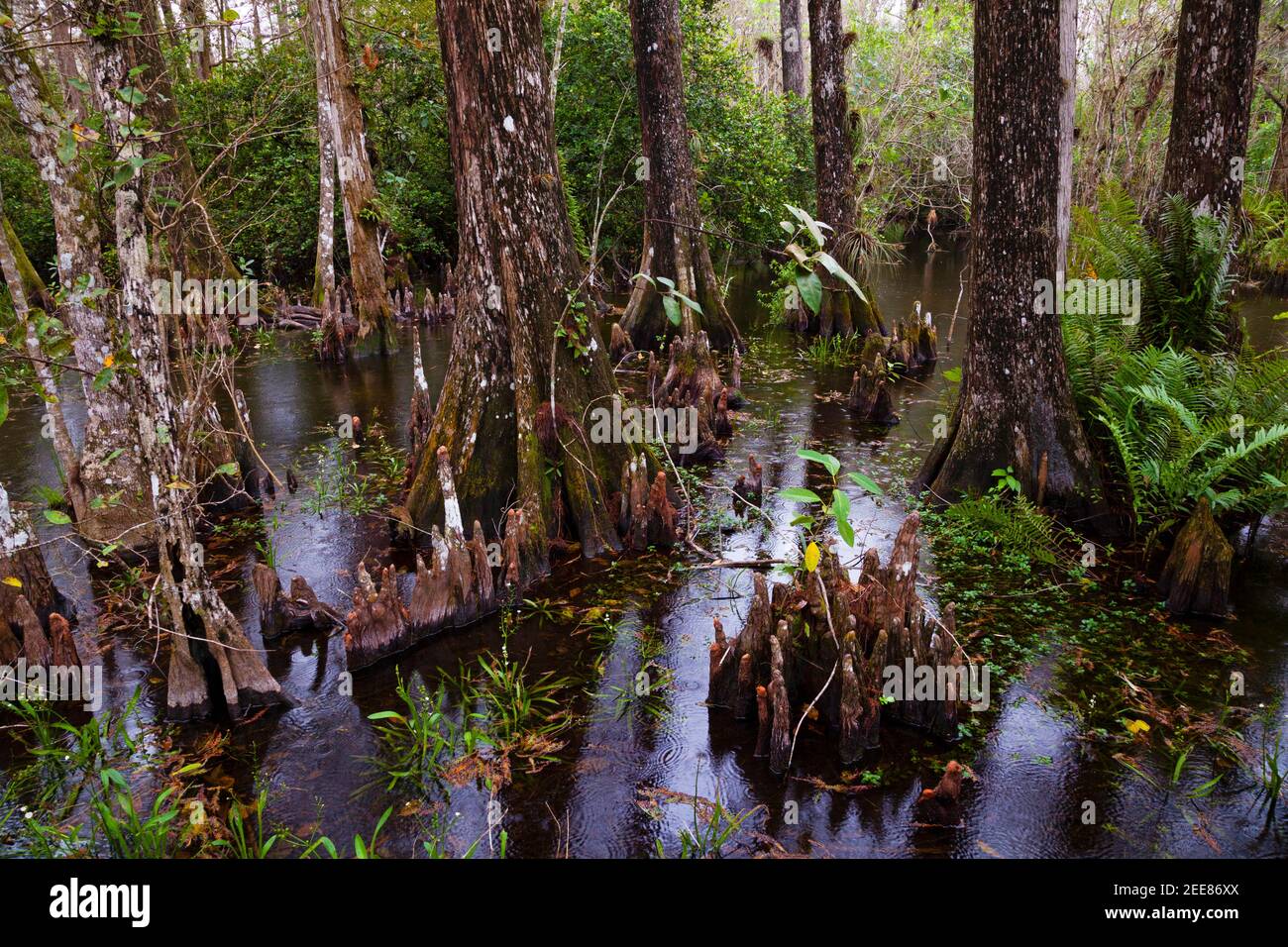 Big Cypress National Preserve, Florida Foto Stock