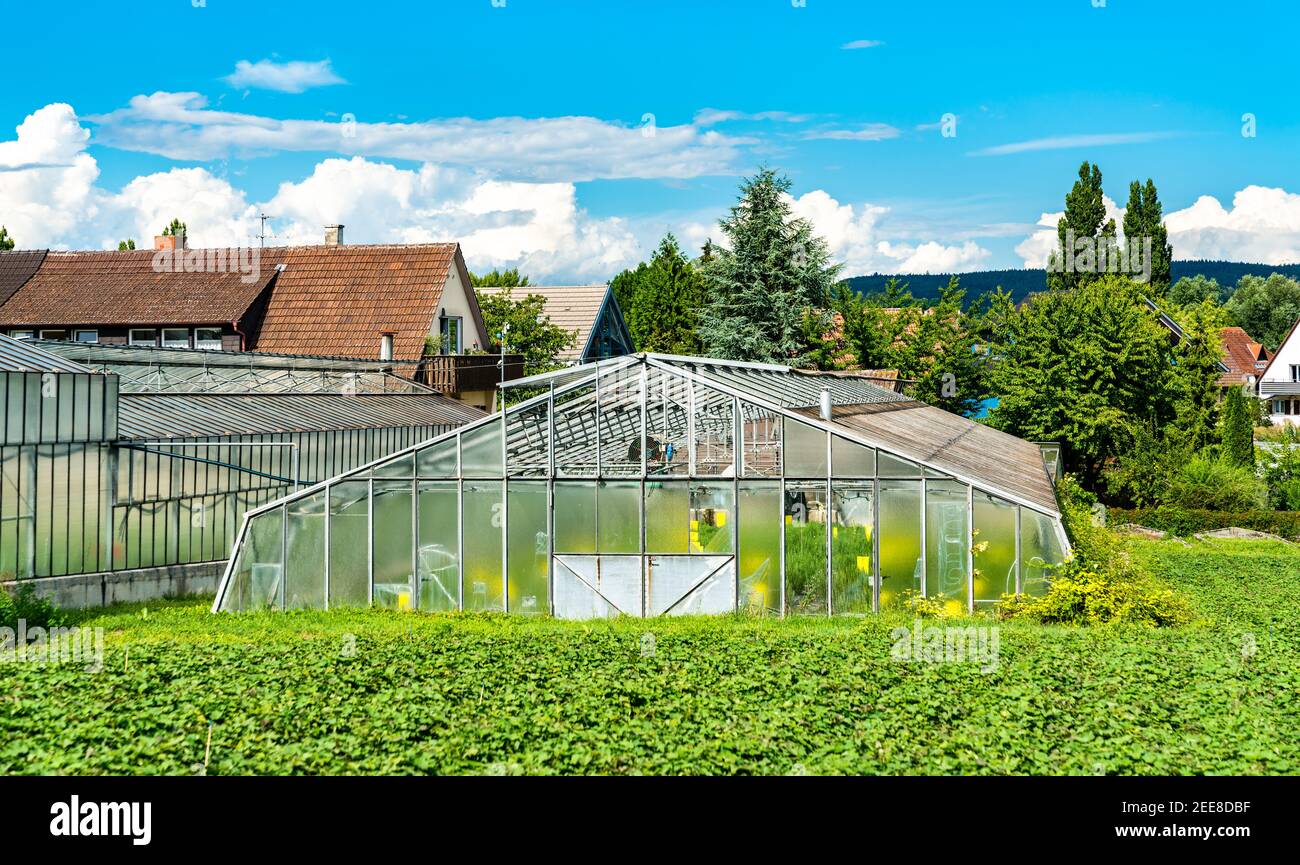 Serra a Reichenau, Germania Foto Stock