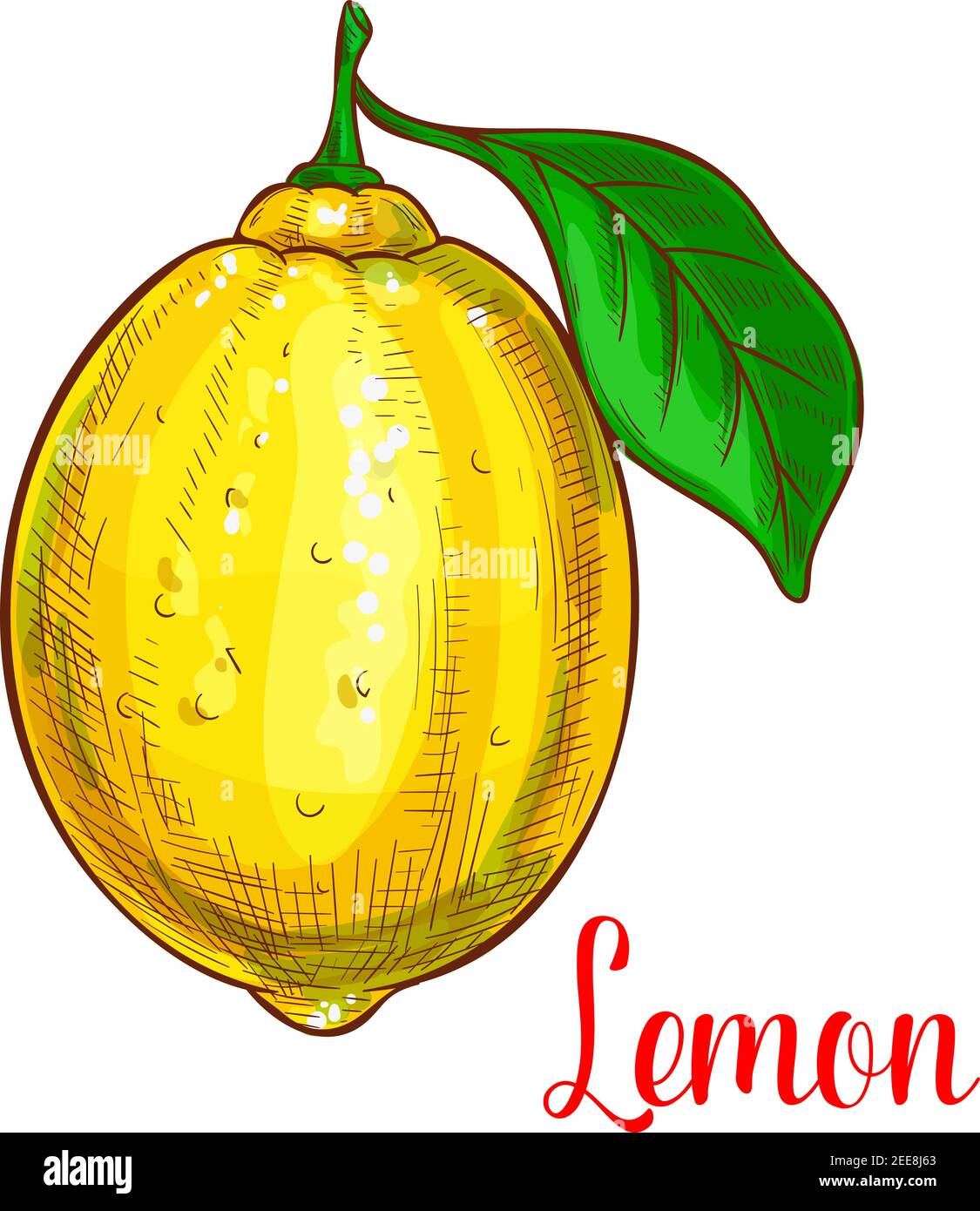 Schizzo di frutta al limone. Vettore isolato icona di agrumi freschi con foglia. Simbolo di limone intero dolce o frutta di lime succosa per il laboratorio di prodotti di marmellata e succo Illustrazione Vettoriale
