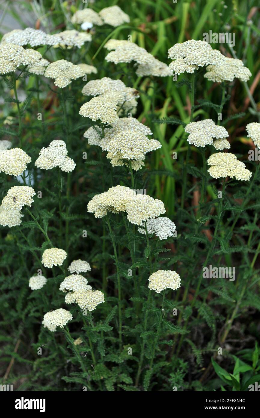 Yarrow comune (Achillea millefolium) Fiori Hella Glashoff in un giardino nel mese di luglio Foto Stock