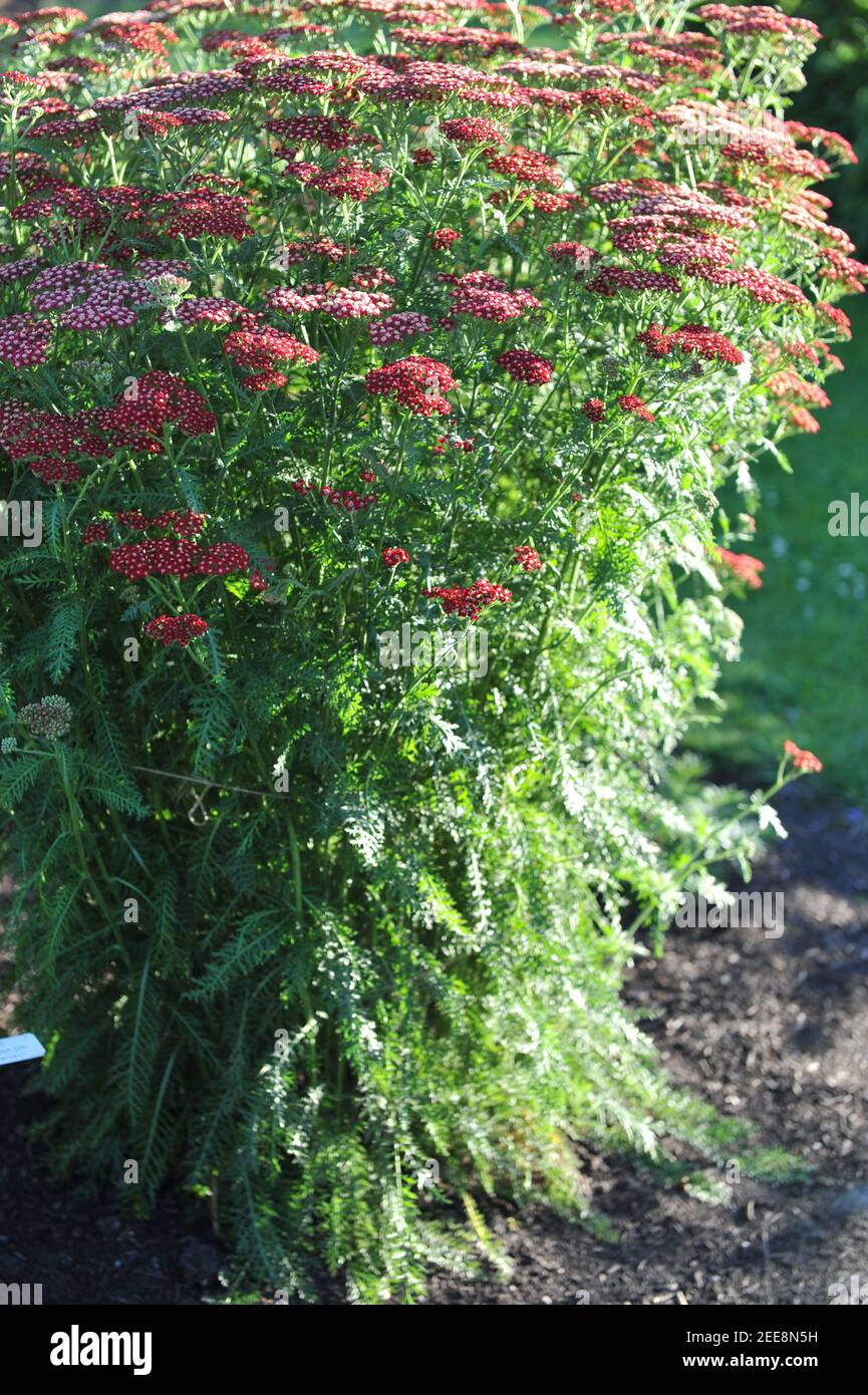 Yarrow comune (Achillea millefolium) Laura fiori in un giardino nel luglio 2010 Foto Stock