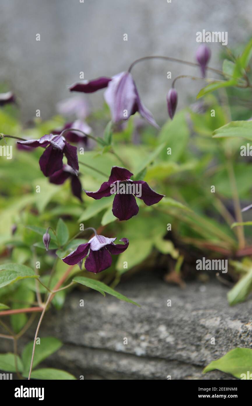 Viola molto scuro Clematis viticella Principe Nero fiorisce in un giardino nel mese di luglio Foto Stock