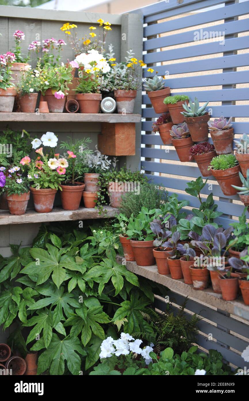 Petunia, nemesia, succulenti e piantine di verdure in terracotta e vasi di legno su mensole recintate in un giardino Foto Stock