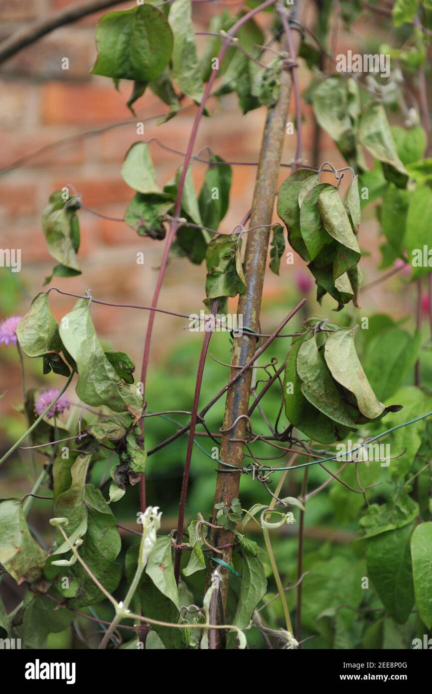 Avvilimento di un gambo di Clematis su un obelisco in a. giardino nel mese di giugno Foto Stock