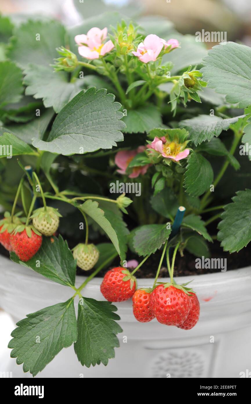 Fragola (Fragaria ananassa) Basta aggiungere la crema in una pentola bianca su una mostra Nel mese di maggio Foto Stock