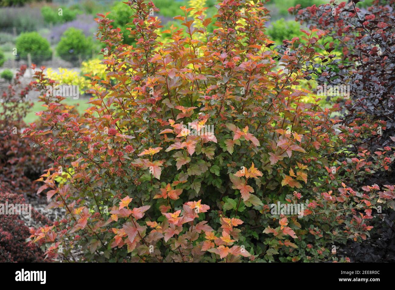Corteccia di novina con foglie d'arancio (Physocarpus opulifolius) Il Giubileo d'Ambra (Jeff) cresce in un giardino nel mese di giugno Foto Stock