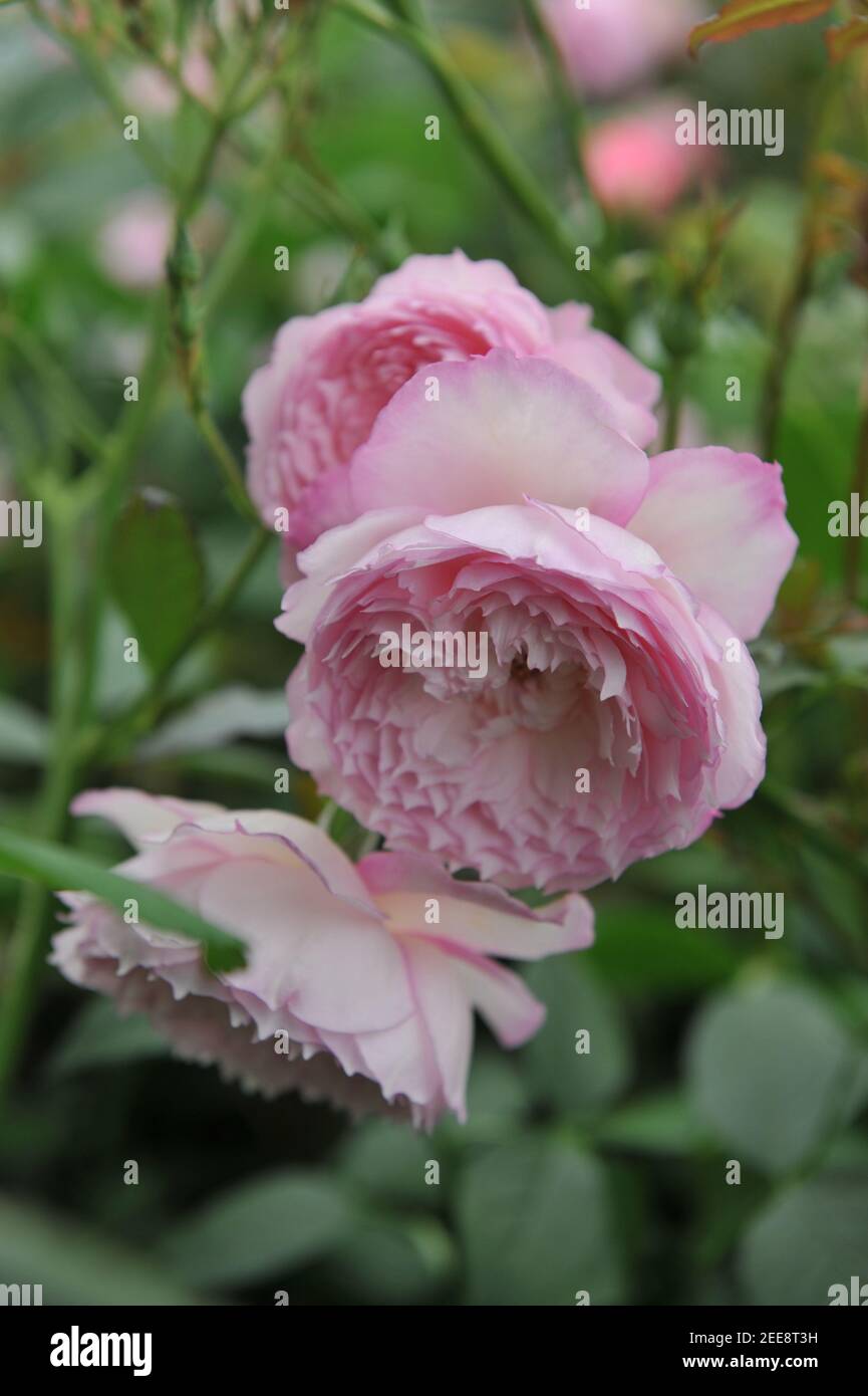 Arbusto rosa rosa inglese rosa (Rosa) il mulino sul filo Fiorisce su una mostra nel mese di maggio Foto Stock