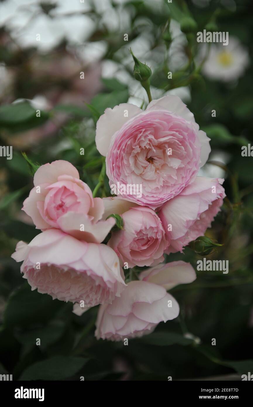 Arbusto rosa rosa inglese rosa (Rosa) il mulino sul filo Fiorisce su una mostra nel mese di maggio Foto Stock