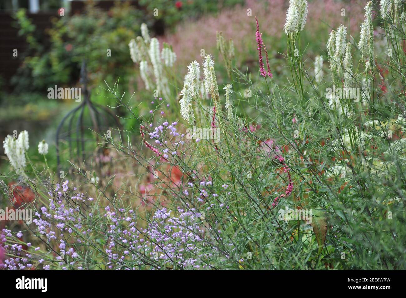 burnett canadese bianco (Sanguisorba canadensis) Fiorisce in un giardino nel mese di agosto Foto Stock