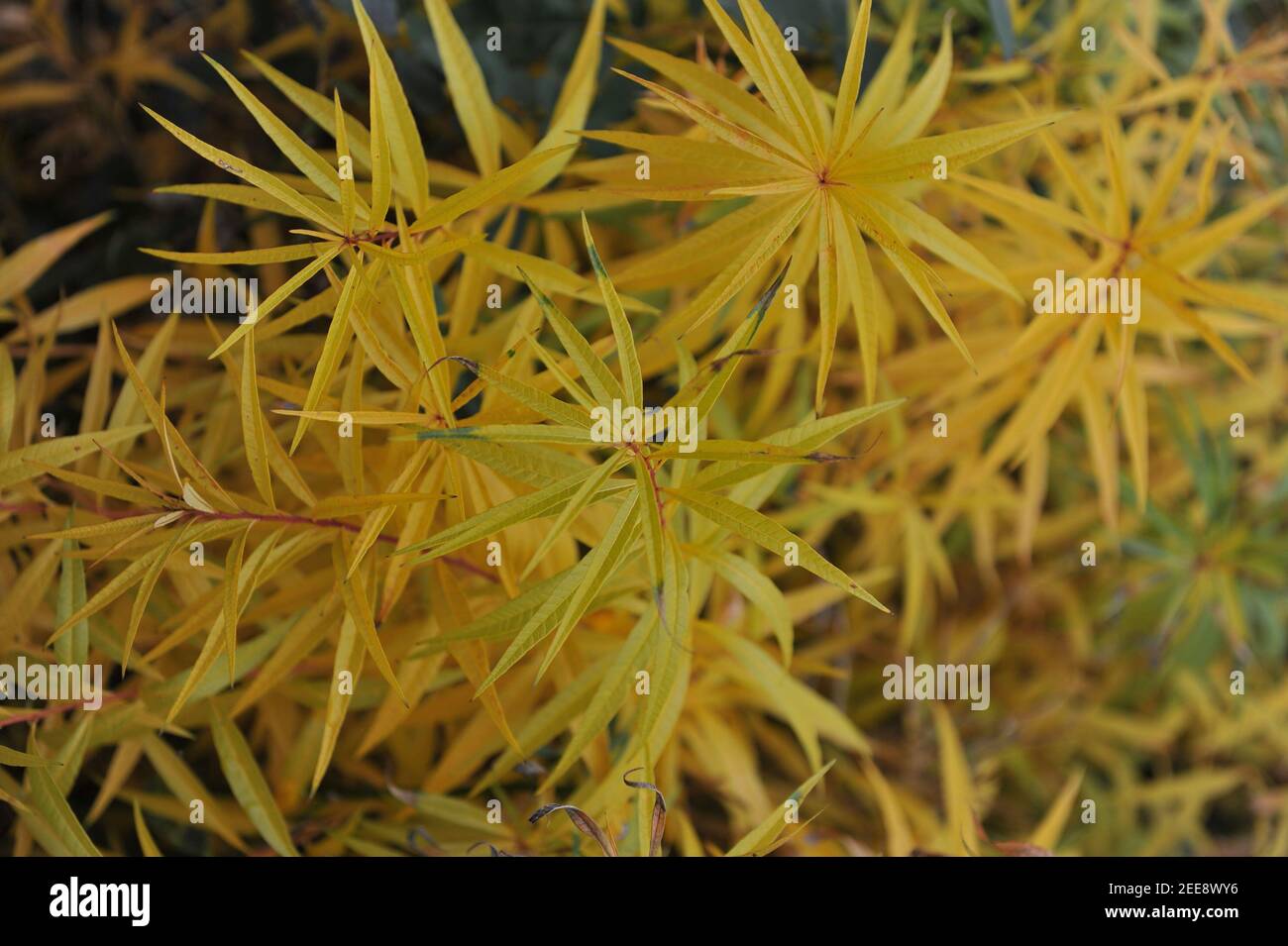 Colore giallo autunnale di un bluestar fritto (Amsonia ciliata) In un giardino nel mese di ottobre Foto Stock
