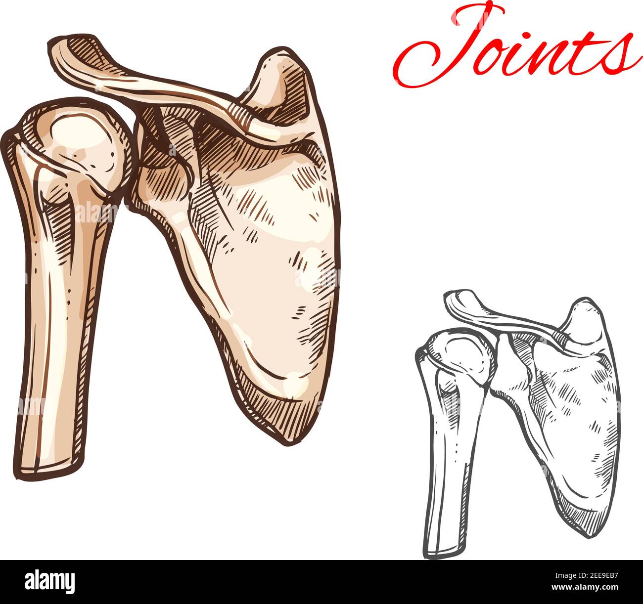 Giunto e osso della spalla umana schizzo isolato. Illustrazione anatomica della parte scheletrica con scapola, testa omerale e clavicola per la medicina, healt Illustrazione Vettoriale