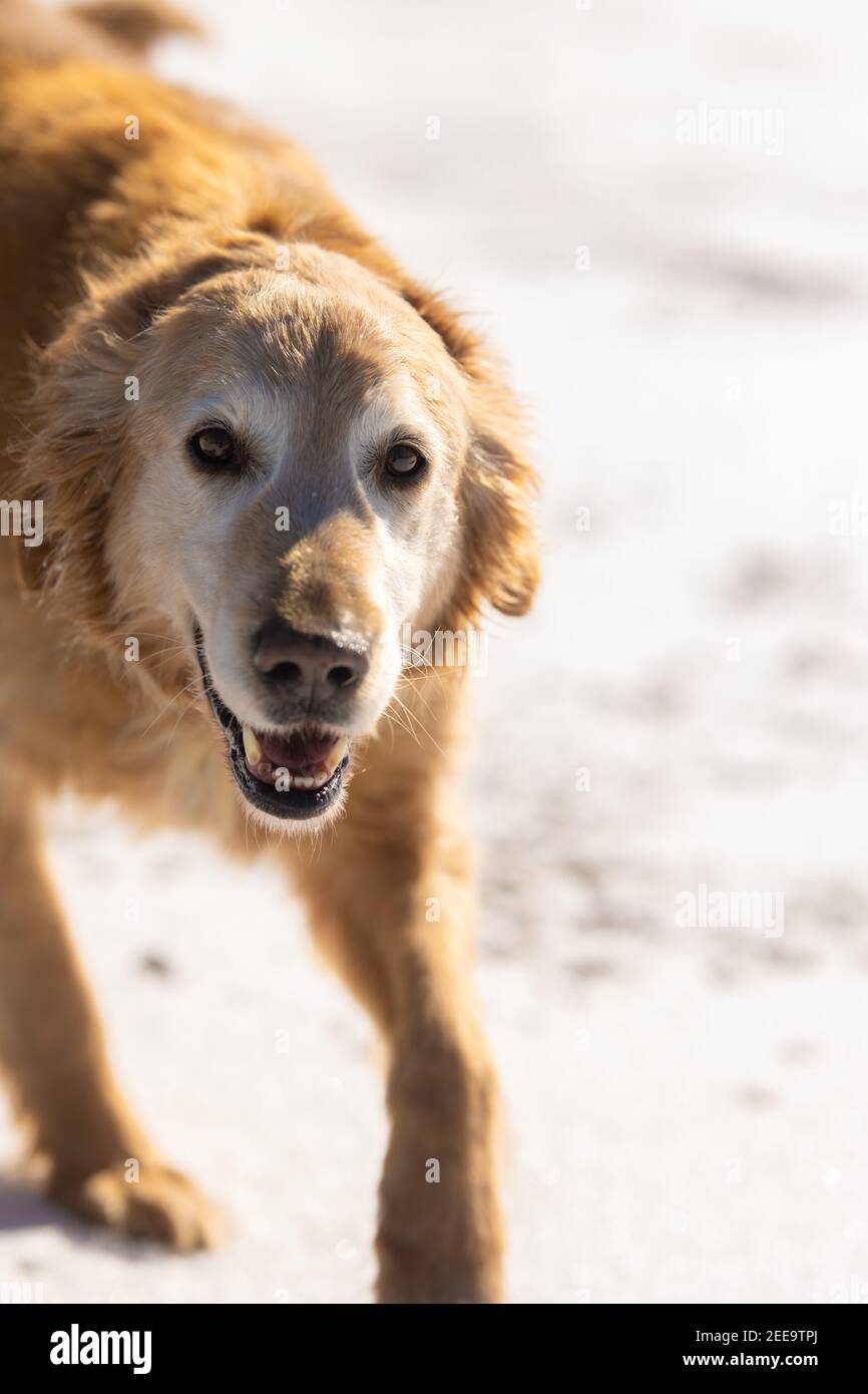 Un Golden Retriever fa una corsa a me mentre sto tenendo la mia macchina fotografica. Lo sfondo è bianco e nevoso. Foto Stock Un Golden Retriever fa una corsa a me mentre sto tenendo la mia macchina fotografica. Lo sfondo è bianco e nevoso. Foto Stock