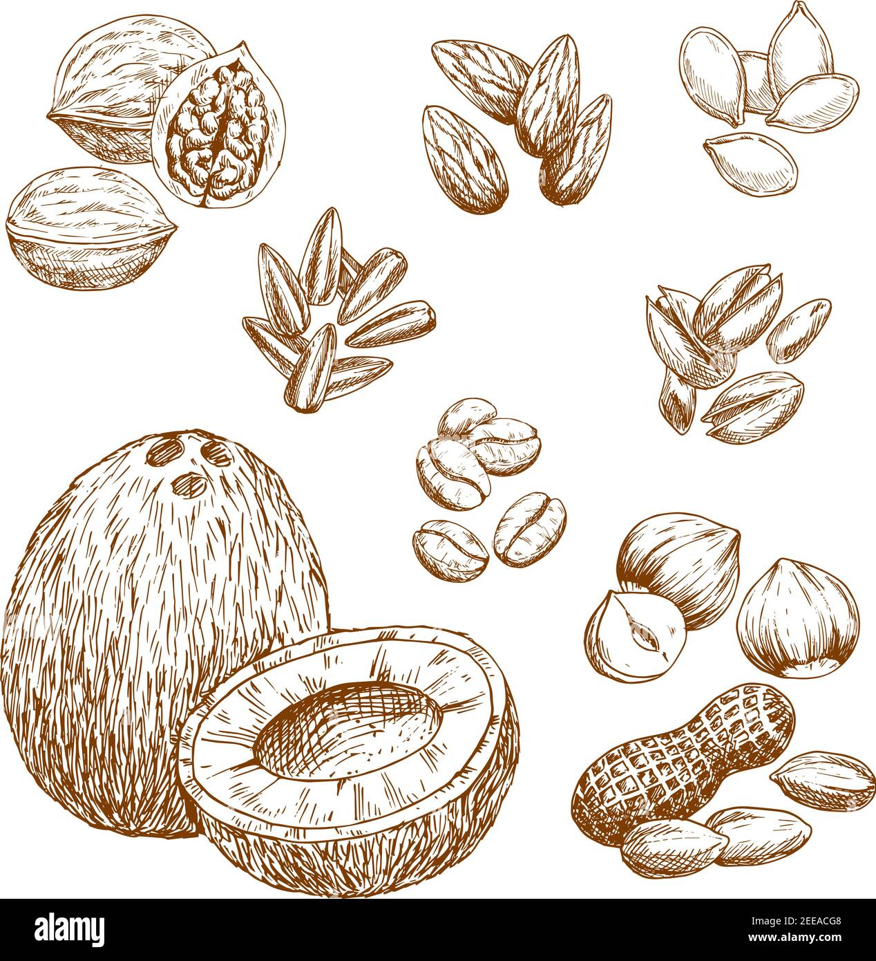 Noci e semi nutrizionali disegnano icone vettoriali di mandorla o pistacchio, cocco, anacardi o arachidi e chicchi di caffè. Simboli isolati di noce o nocciolo Illustrazione Vettoriale