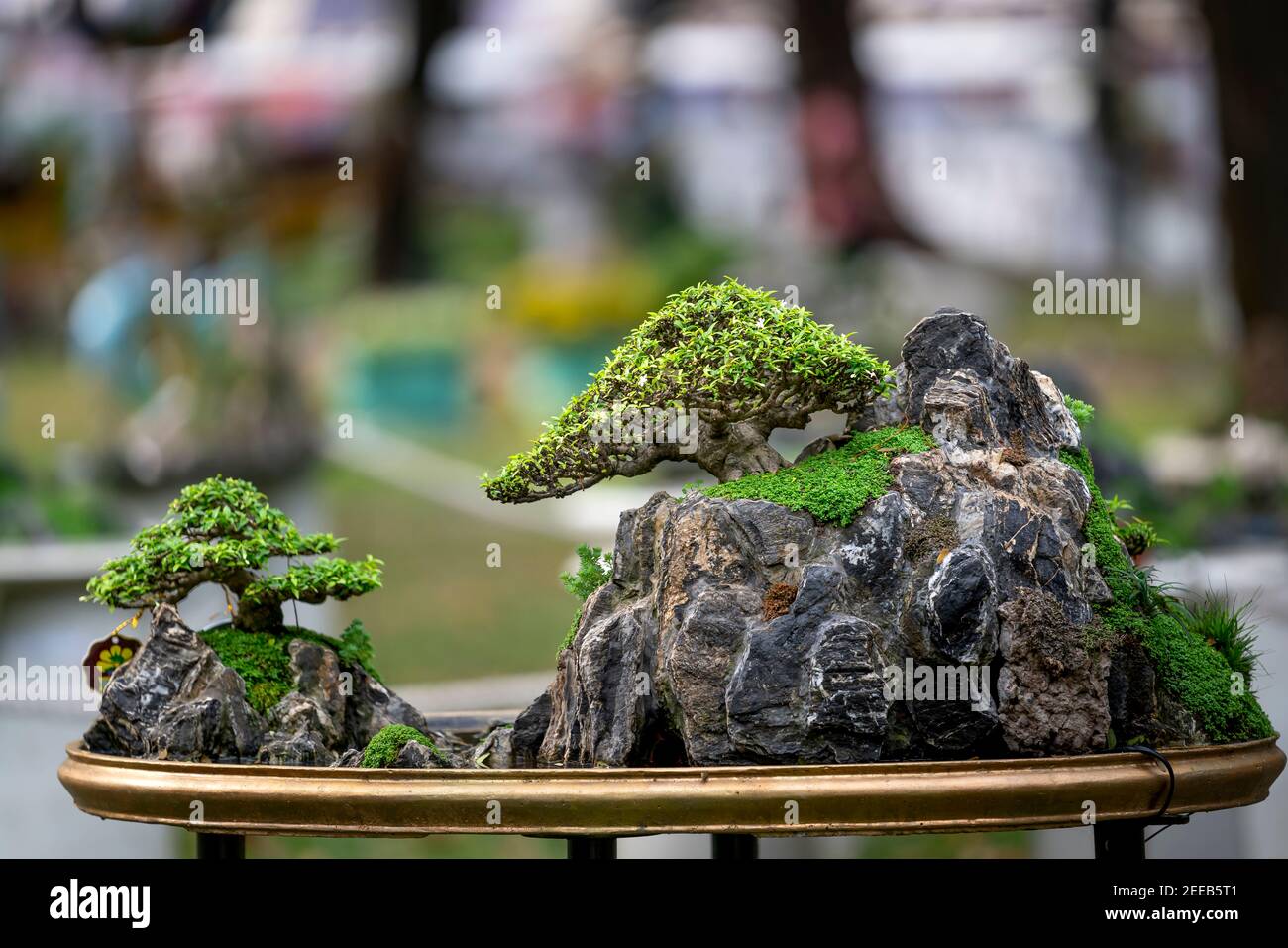 HCM City, Vietnam - 14 febbraio 2021: I vasi Bonsai esposti in un concorso di fiori al Tao Dan Park durante il Capodanno lunare 2021 Foto Stock