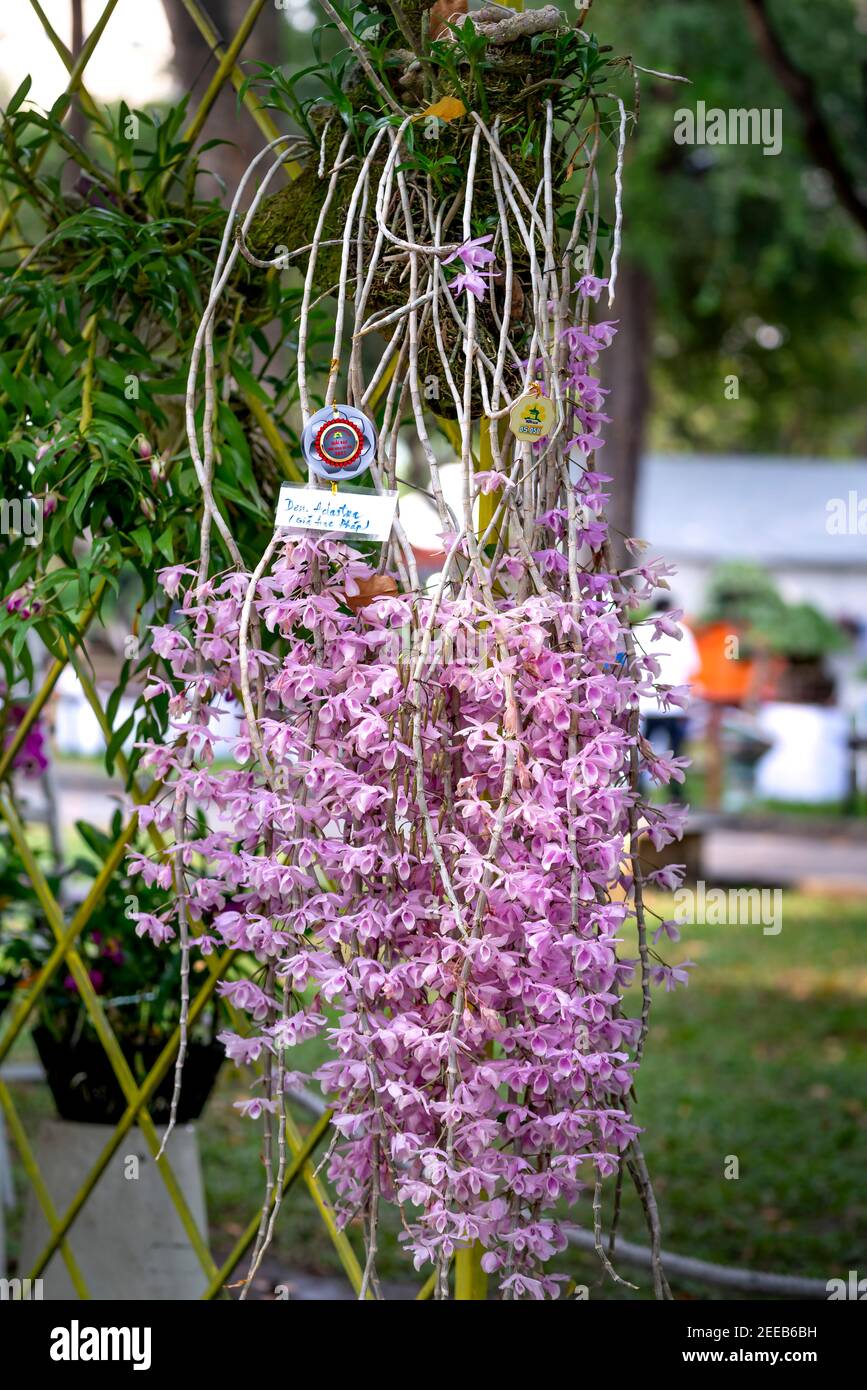 Incredibile bellezza della foresta pluviale tropicale di orchidee. Dendrobium Primulinum, orchidea selvatica Foto Stock