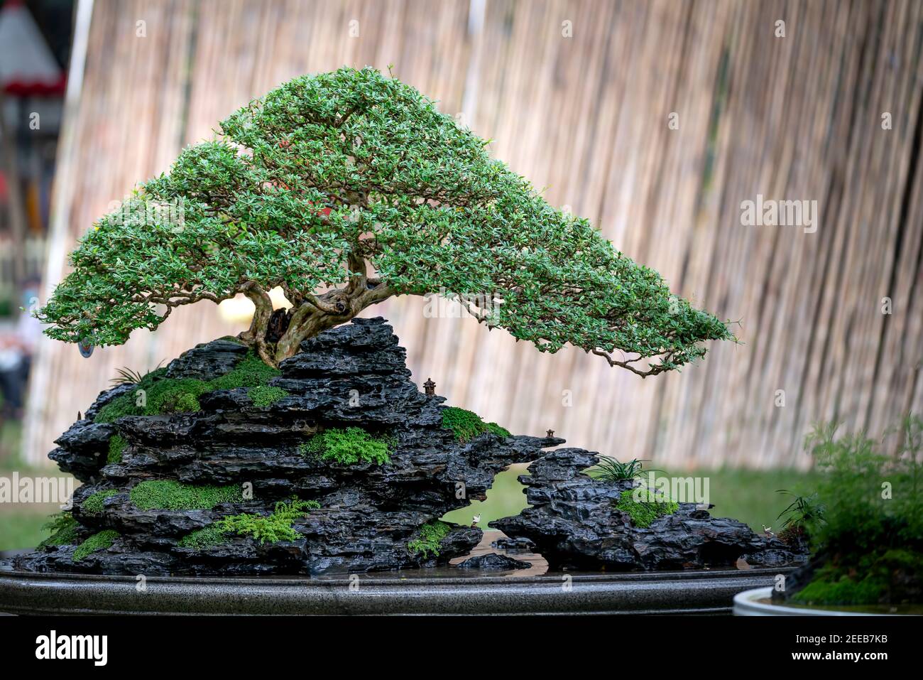 Vasi bonsai: storia, materiali, abbinamenti ed estetica