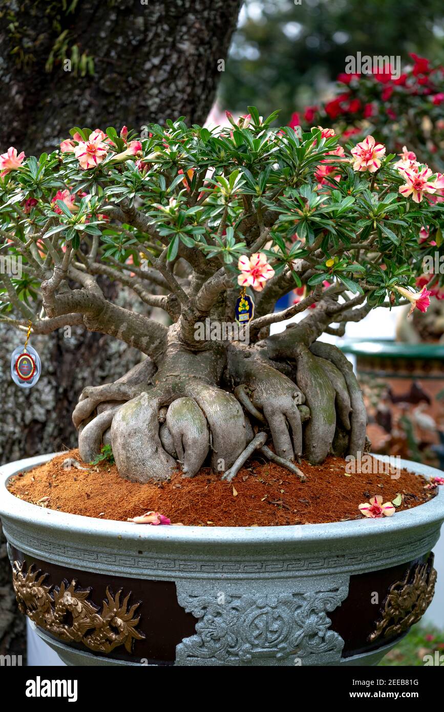 HCM City, Vietnam - 14 febbraio 2021: Immagine di vasi di fiori di adenium sono esposti in un concorso di fiori nel Parco di Tao Dan durante il Capodanno lunare 2021 Foto Stock