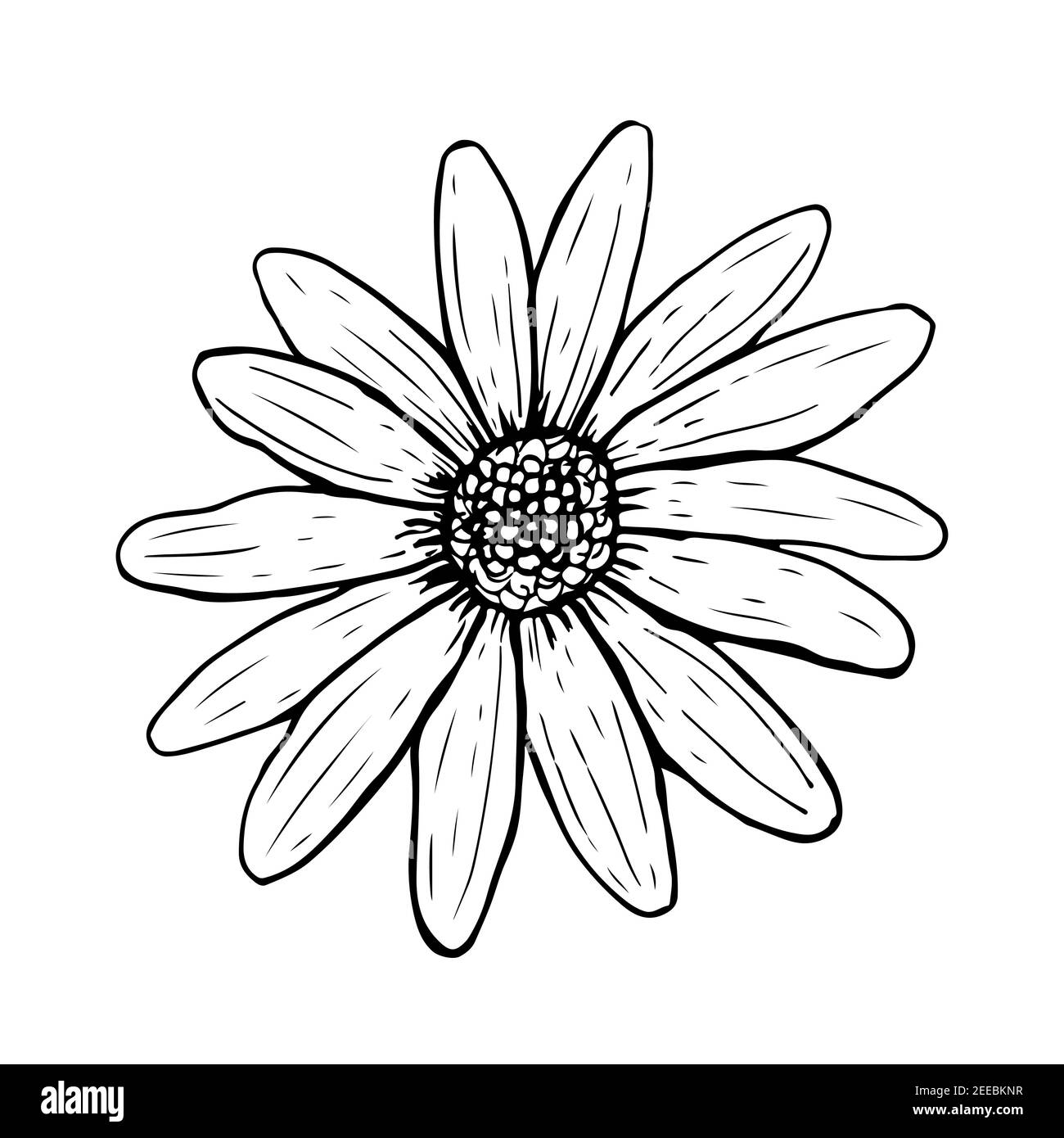 Doodle Daisy fiore isolato su sfondo bianco. Vista superiore smussata dello schizzo. Illustrazione vettoriale disegnata a mano in stile line art. Illustrazione Vettoriale