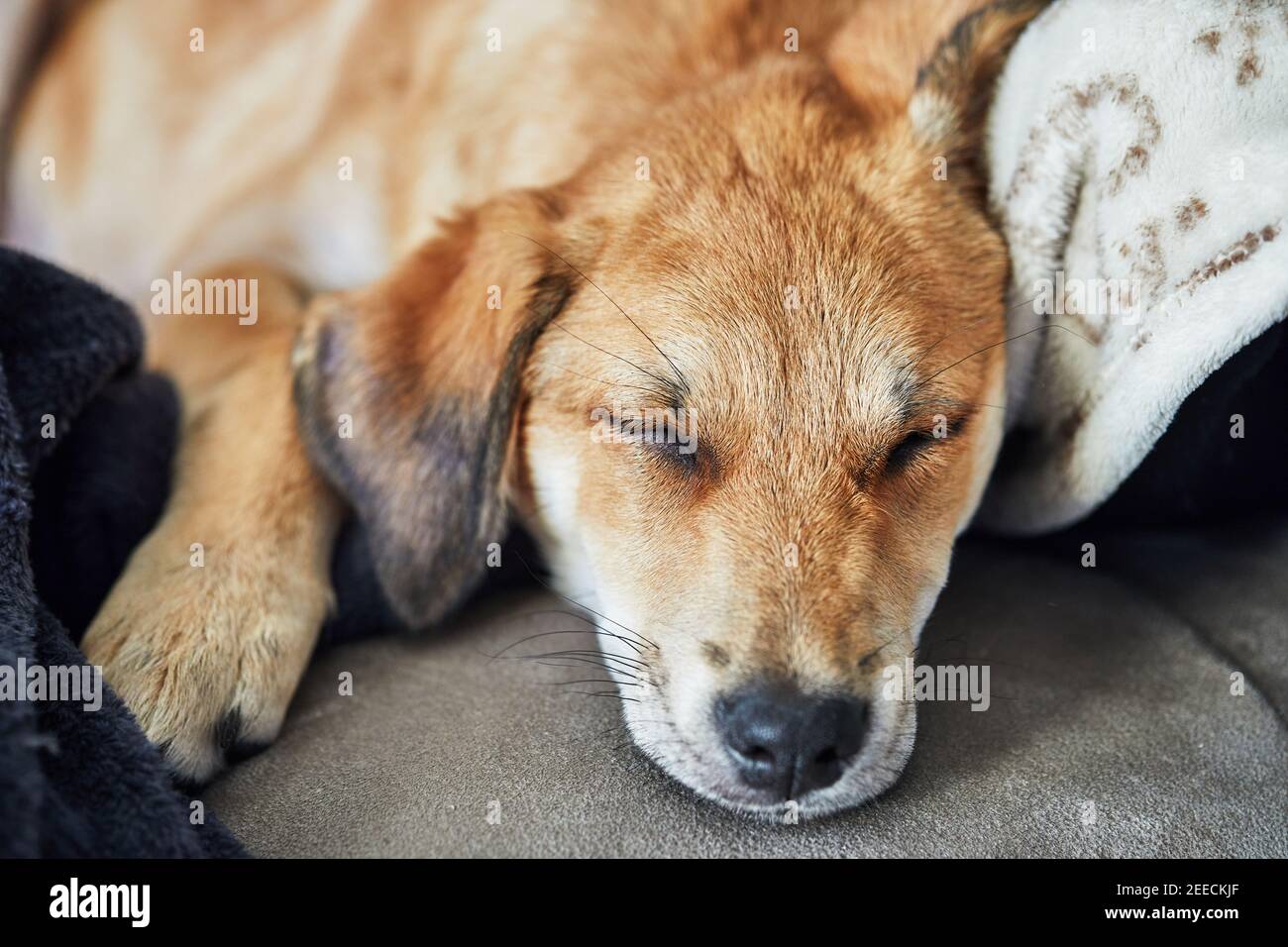 Carino cane dai capelli rossi con orecchie appese dorme su un divano su una coperta. Foto Stock