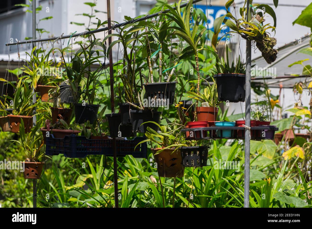 Le pentole delle piante sono appese per ricevere più luce dal sole. Può anche attrarre insetti e uccelli per aiutare il clima e la popolazione selvatica. Singapore. Foto Stock