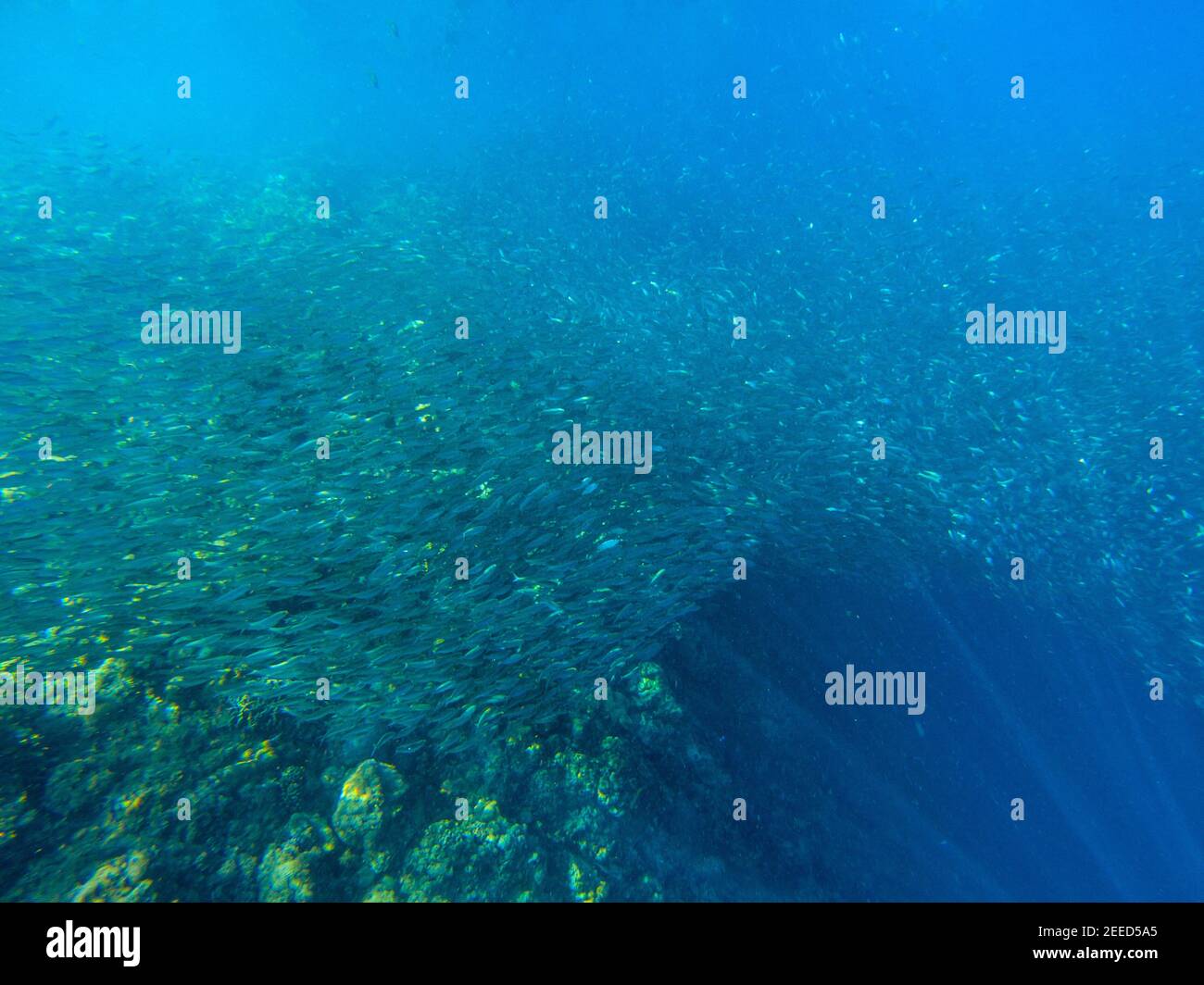 Enorme scuola di pesce vicino alla barriera corallina. Foto subacquea della riva del mare tropicale. Paesaggio sottomarino con pesci sardi e mare blu. Anim tropicale di mare Foto Stock