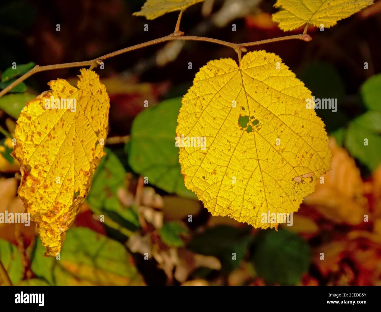 Foglie gialle d'autunno di un tiglio di largeleaf - Tilia platifillos Foto Stock