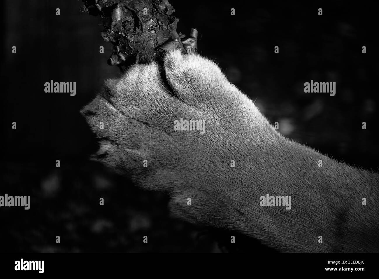 Primo piano della zampa della tigre. Grandi zampe di gatto. Foto Stock