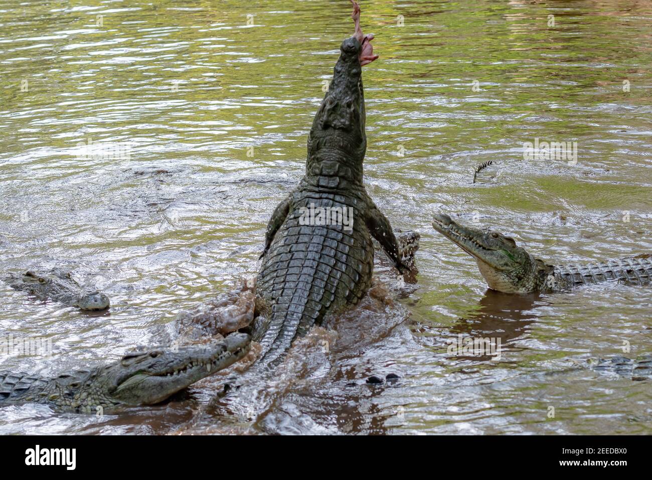 Un coccodrillo si addita per catturare è catch Foto Stock