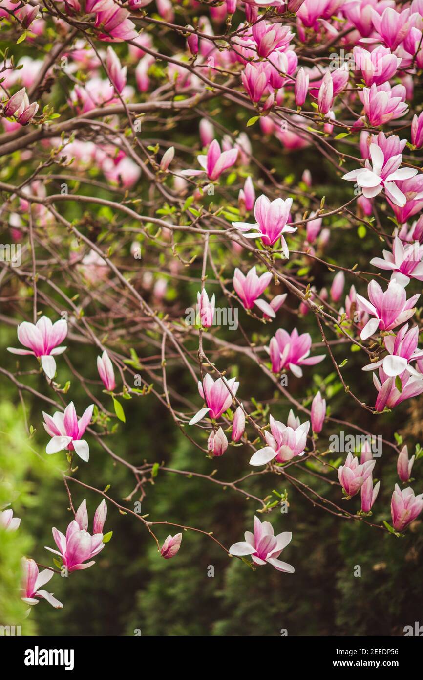 Bloomy magnolia albero con grandi fiori rosa, primavera Foto Stock