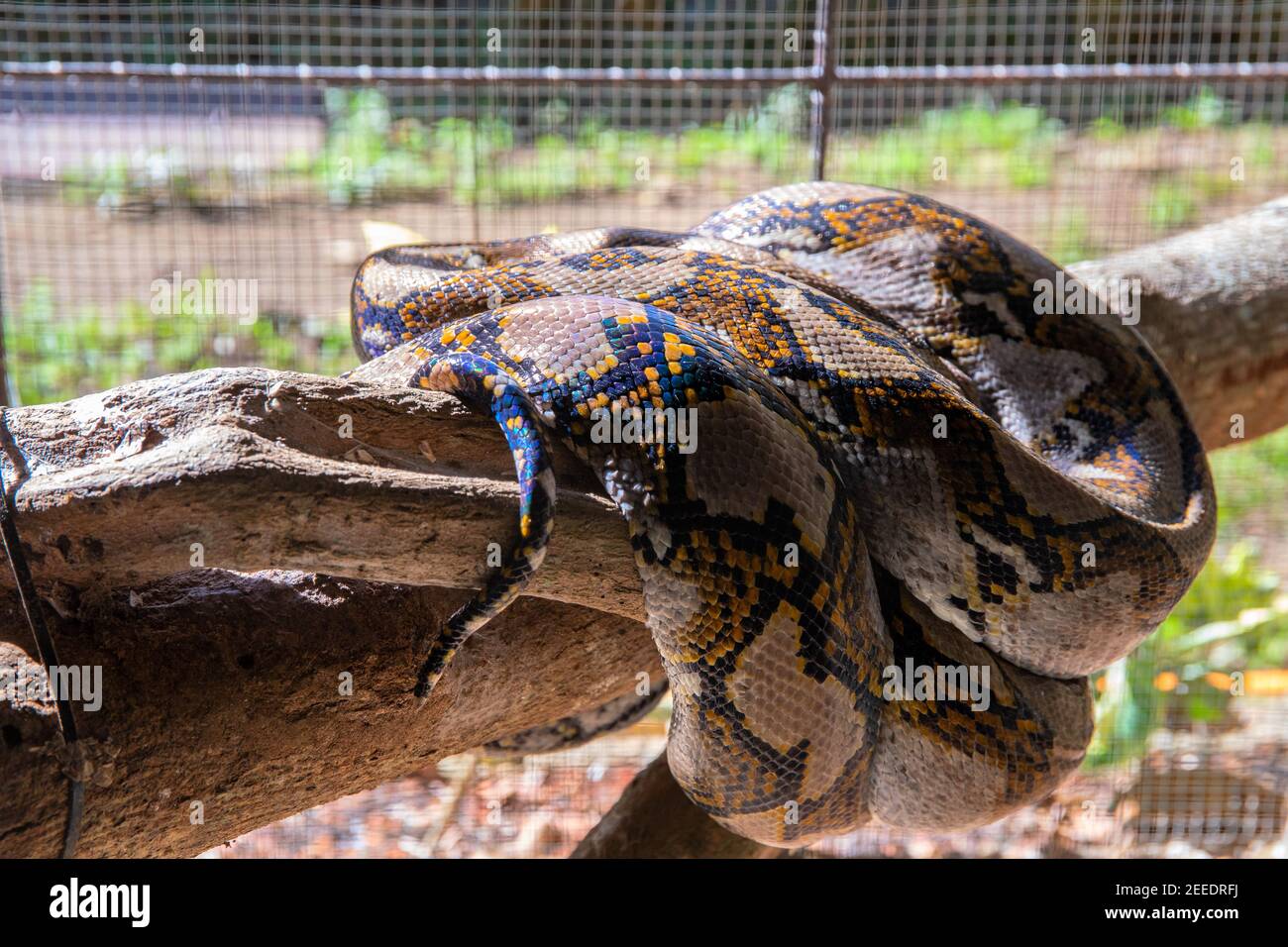 Grande serpente dormendo in gabbia. Fauna tropicale nello zoo. Grande pitone in gabbia. Pericoloso rettile di isola tropicale. Predatore della foresta pluviale o della giungla. sna Python Foto Stock