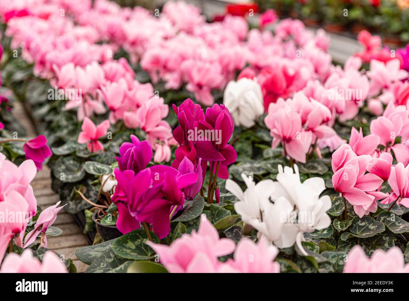 Primo piano di colorati fiori di ciclamino bianchi e rosa con le loro foglie ornamentali coltivate come piante domestiche interne ad un asilo nido Foto Stock