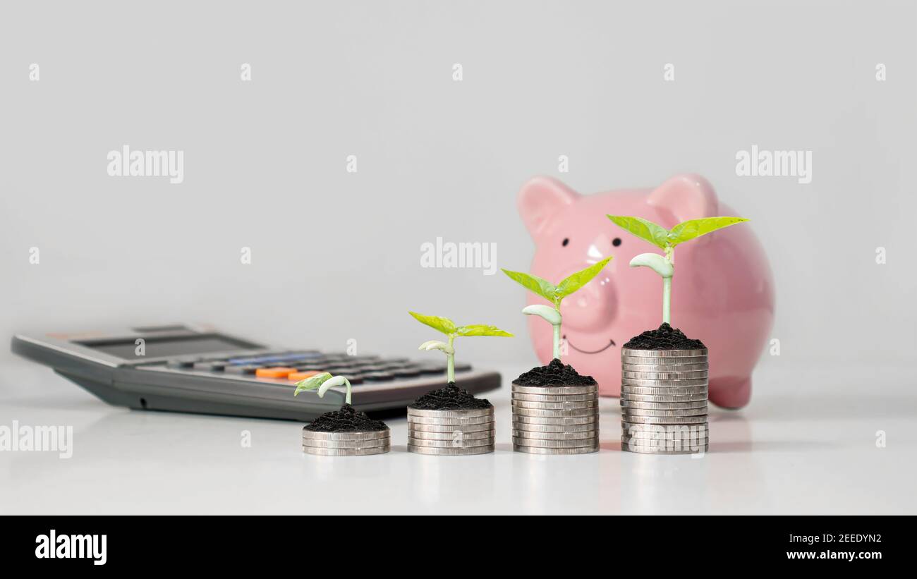 Albero dei soldi e la banca del piggy rosa, le mie proprie idee di risparmio di soldi e programma di pensione. Foto Stock
