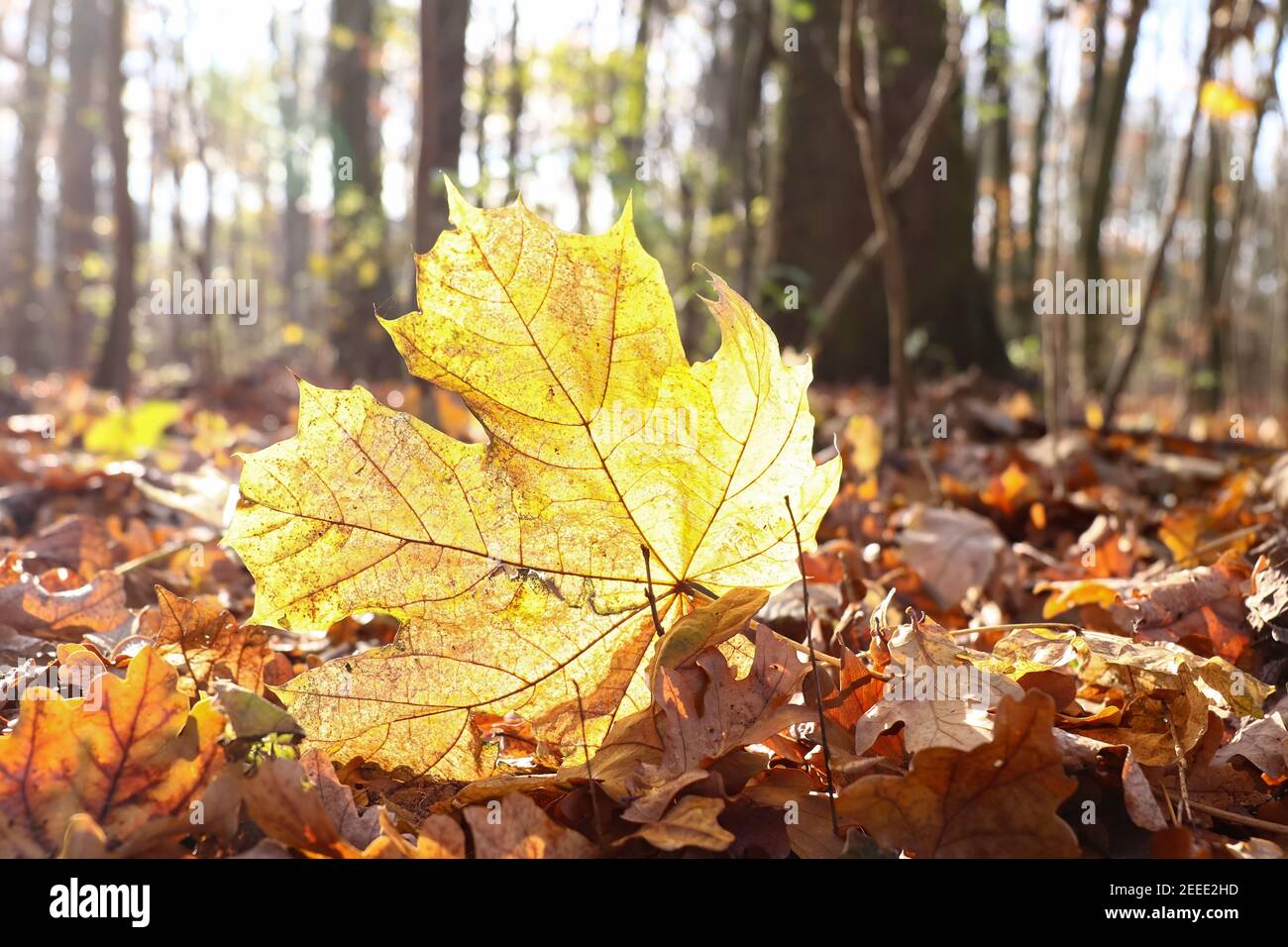 Foglia d'acero caduta in controluce nella foresta d'autunno Foto Stock