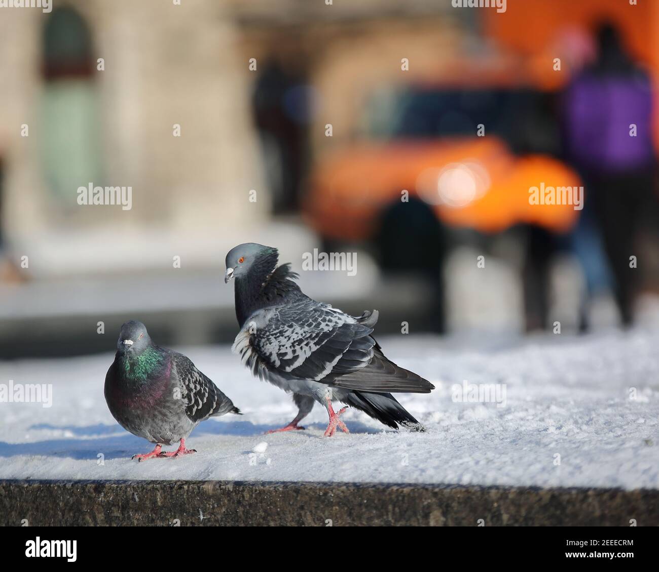Il piccione maschile cerca di attrarre il piccione femminile in città, nevoso freddo giorno d'inverno Foto Stock