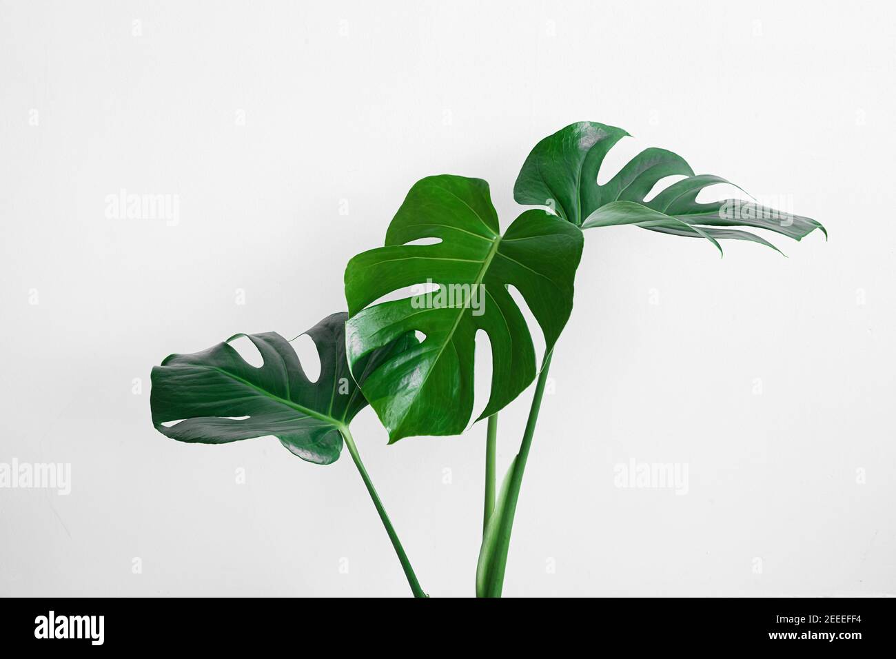 Belle foglie verdi di monstera (Monstera deliziosa) isolate su uno sfondo grigio chiaro, minimalismo e stile scandinavo Foto Stock