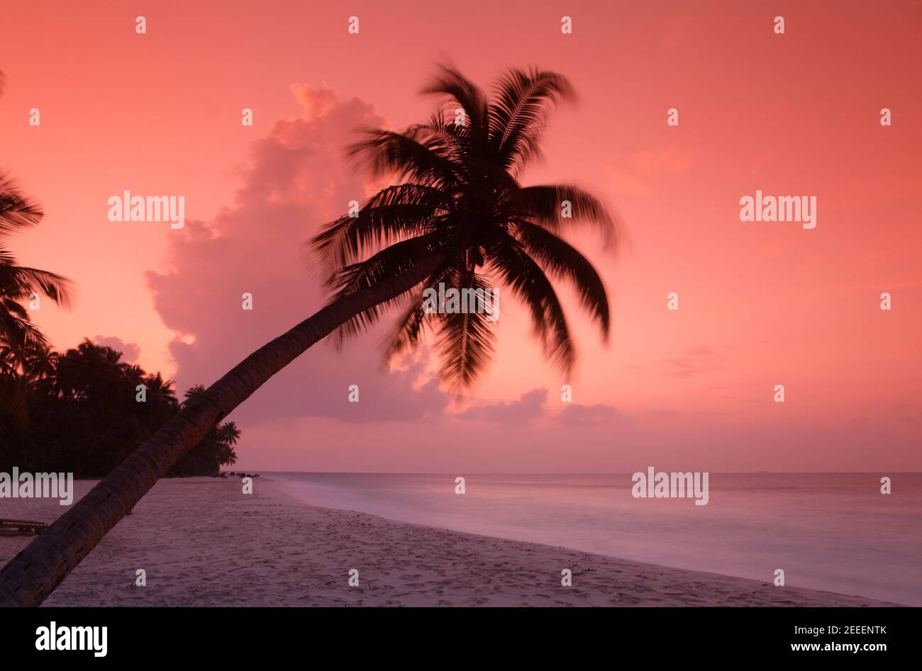 Palm sulla spiaggia al tramonto, Filitheyo Island, Maldive Foto Stock