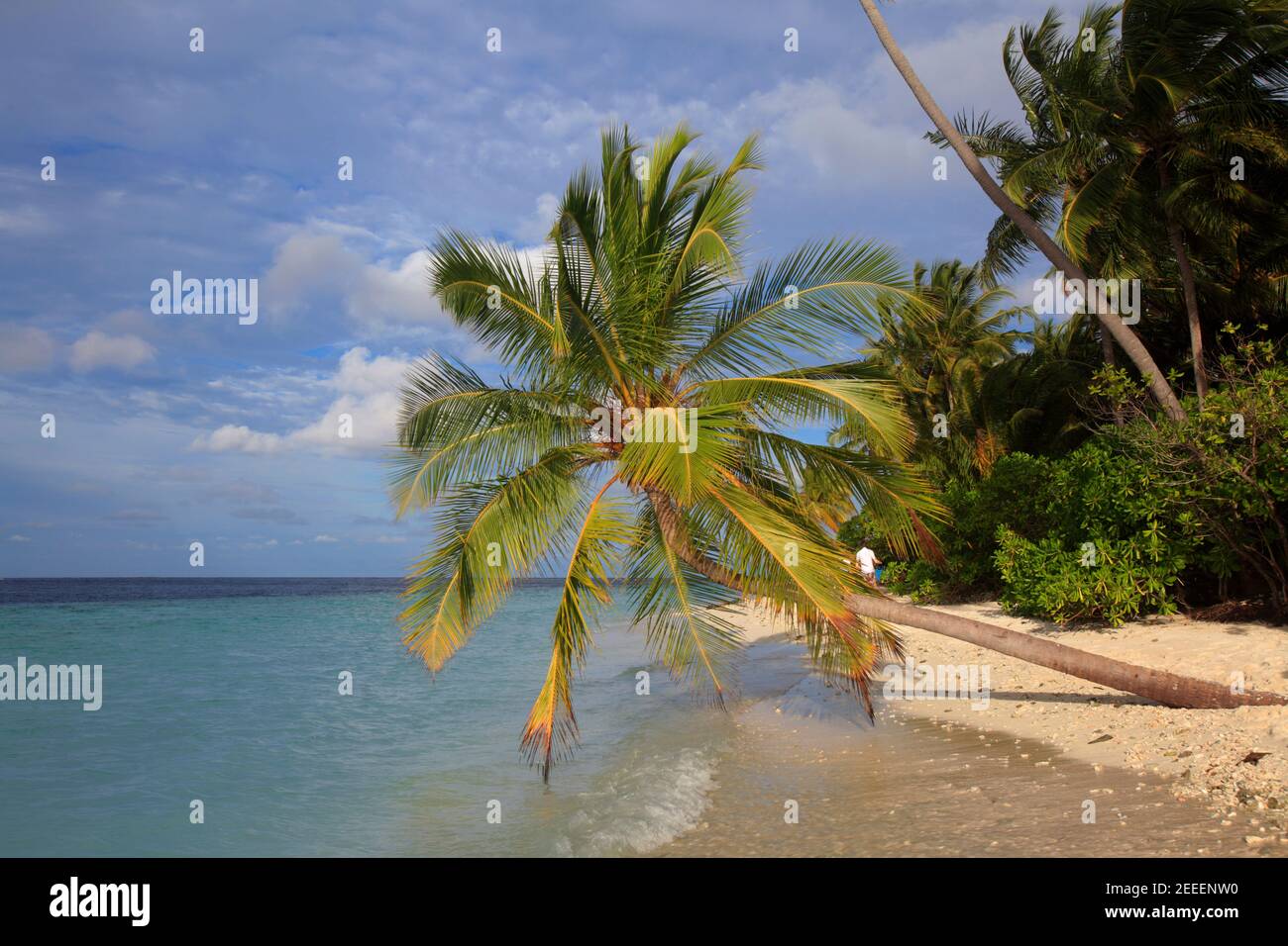 Le palme sulla spiaggia, Filitheyo Island, Maldive Foto Stock