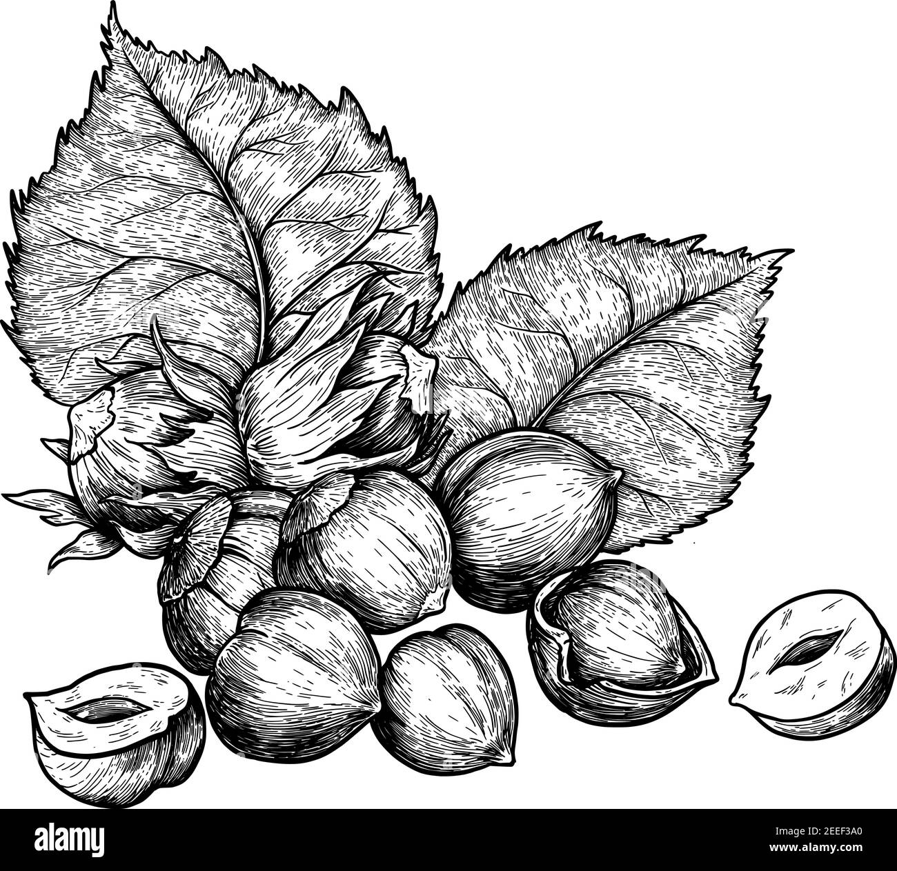 Diramazione di nocciole e nocciole realistico isolato. Illustrazione vettoriale del cibo. Piante d'incisione d'epoca per disegnare a mano. Schizzo in bianco e nero Illustrazione Vettoriale